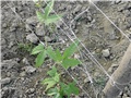 Momordica Gac Fruit